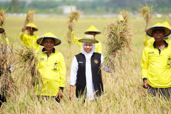 Farmers in yellow uniforms and a woman in a black vest in rice field.